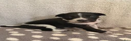 Mixed Breed dogs for sale: 🐾✨ TWO Border Collie x Blue Heeler Pups left ✨🐾 - Advert 37