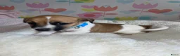 Jack Russell dogs for sale: Stunning short legged Jack Russell puppies - Advert 22
