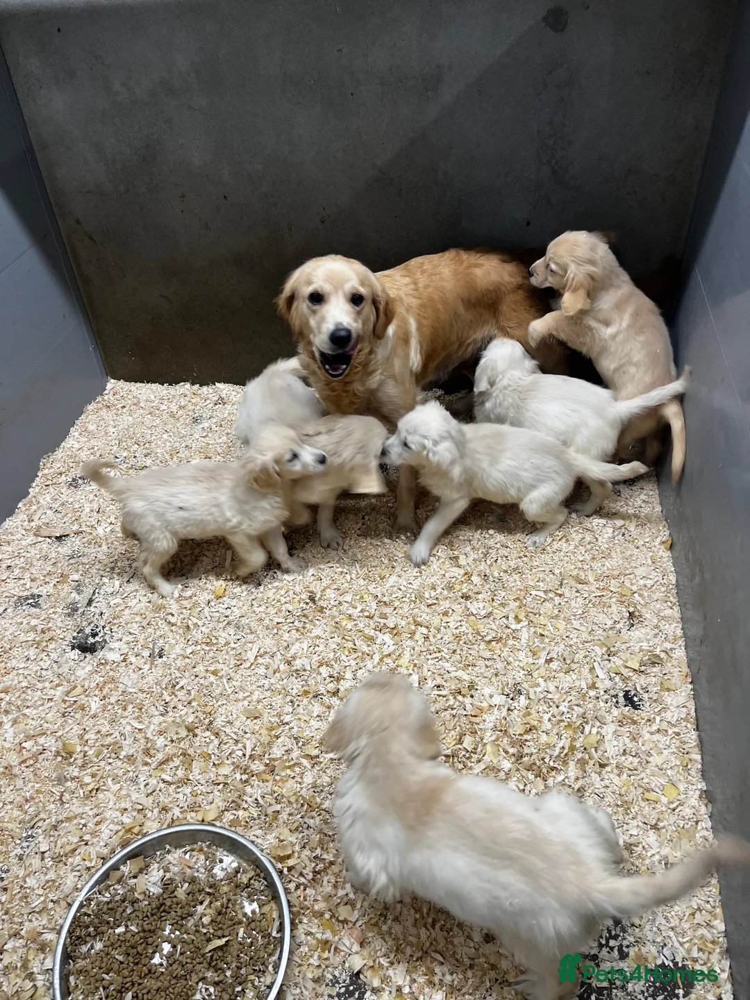 Golden Retriever dogs for sale: Golden Retriever  - Advert 1