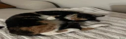 Mixed Breed cats for sale: 2 Adorable Sisters  - Advert 5