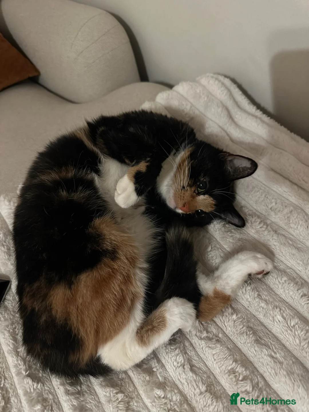 Mixed Breed cats for sale: 2 Adorable Sisters  - Advert 5