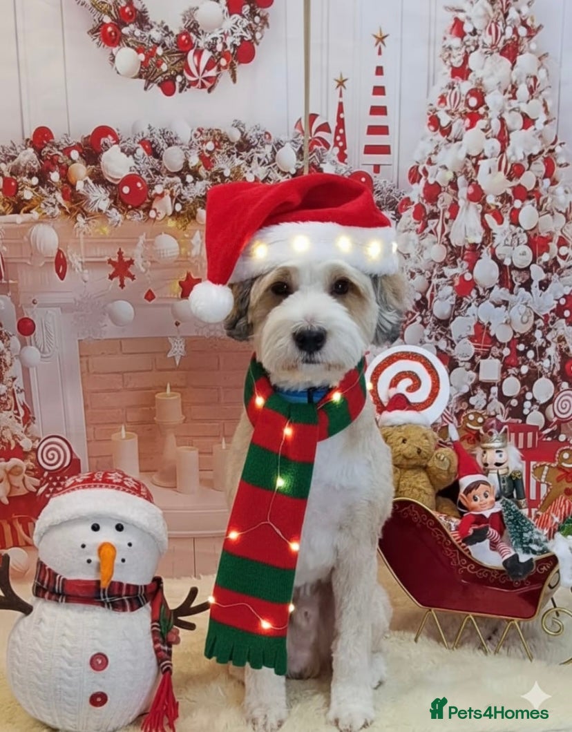 Tibetan Terrier dogs Excellent KC Reg Proven Tibetan Terrier for Stud in Oldham - Advert 1