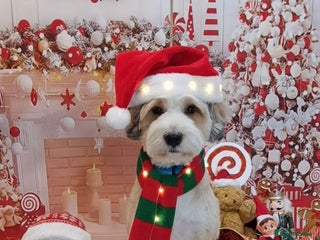 Tibetan Terrier dogs Excellent KC Reg Proven Tibetan Terrier for Stud in Oldham - Advert 1