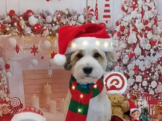 Tibetan Terrier dogs Excellent KC Reg Proven Tibetan Terrier for Stud in Oldham - Advert 1