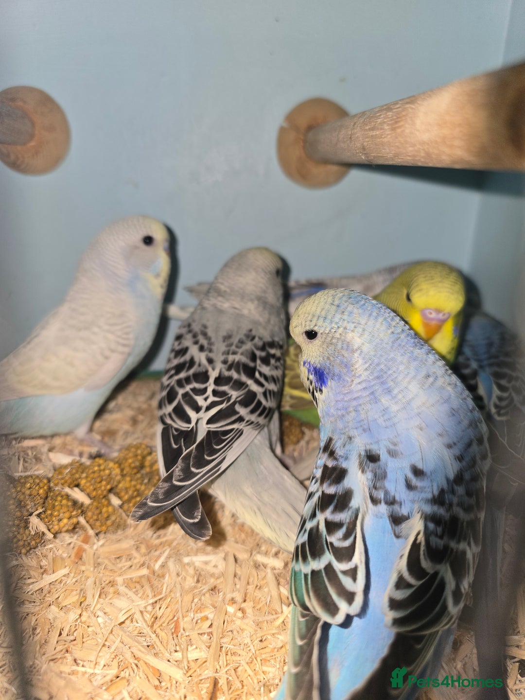 Budgerigars birds for sale: Baby Budgies - Image 2