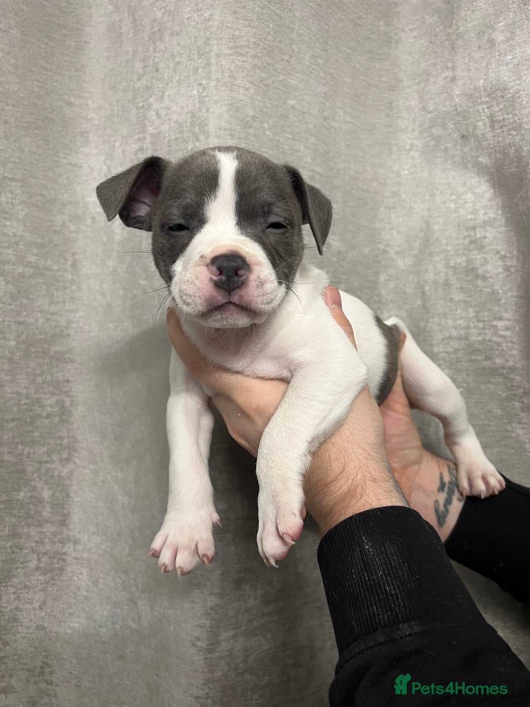 Staffordshire Bull Terrier dogs for sale: BEAUTIFUL STAFFY LITTER STUNNING COLOURS - Image 10