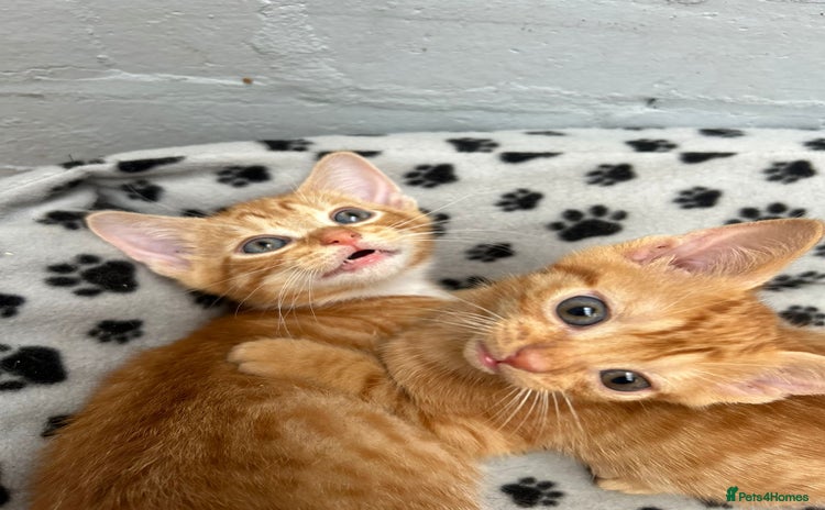 Mixed Breed cats - Advert 10