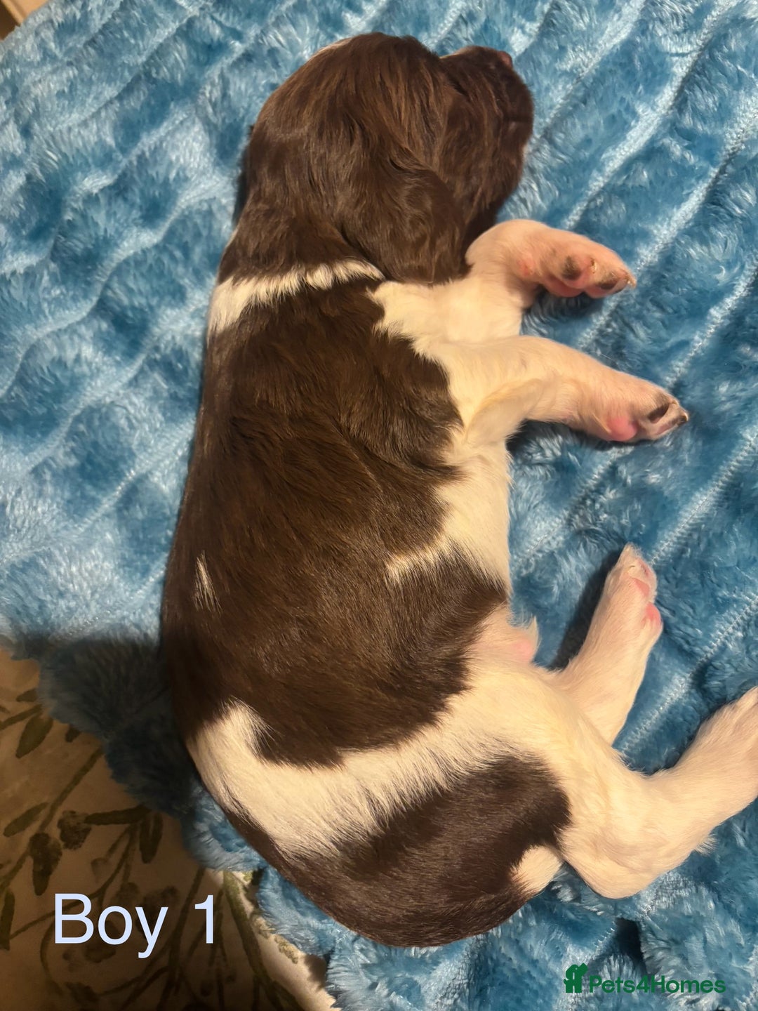 English Springer Spaniel dogs for sale: ✨ KC Registered English Springer Spaniel Puppies ✨ - Advert 37