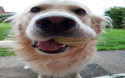 Golden Retriever dogs for stud: Purebred Golden Retriever for Stud - Image 19