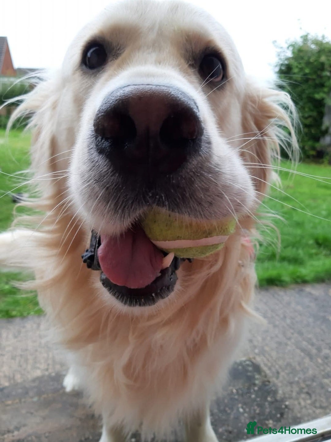 Golden Retriever dogs for stud: Purebred Golden Retriever for Stud - Image 19