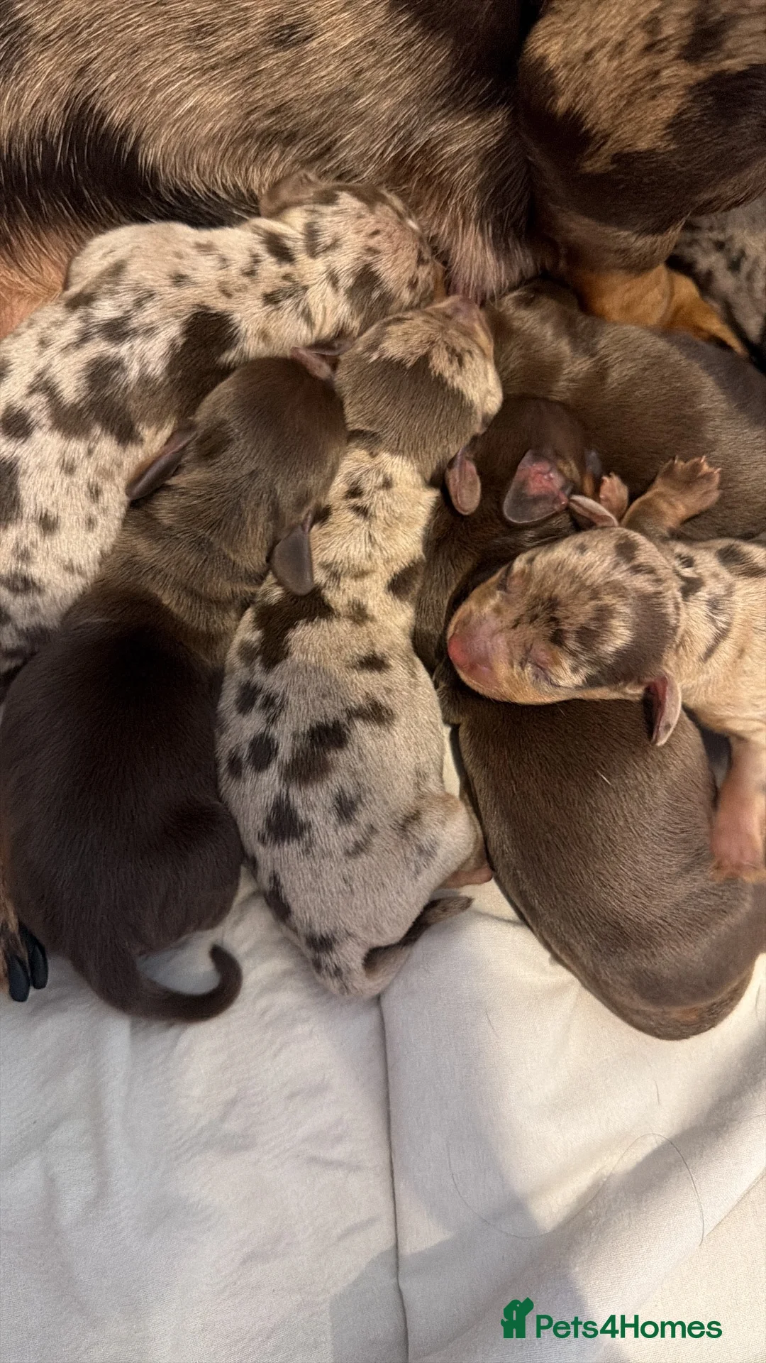 Miniature Dachshund dogs for sale: Cream and chocolate puppy’s  in Woodstock - Advert 2