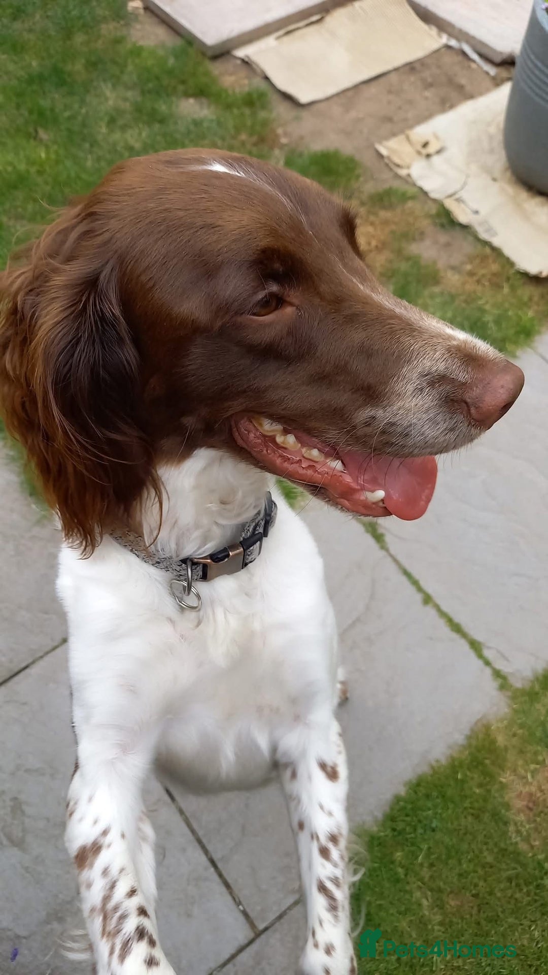 English Springer Spaniel dogs for sale: Gorgeous English Springer Spaniel needs new home - Advert 5
