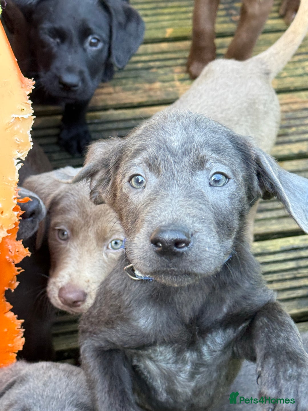 Labrador Retriever dogs for sale: Stunning Labrador puppies for sale  in Lostwithiel - Image 18