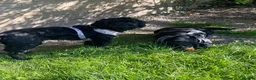 Cocker Spaniel dogs for sale: Show bred cocker spaniel - FOREVER HOME ONLY!  in Leeds - Advert 2
