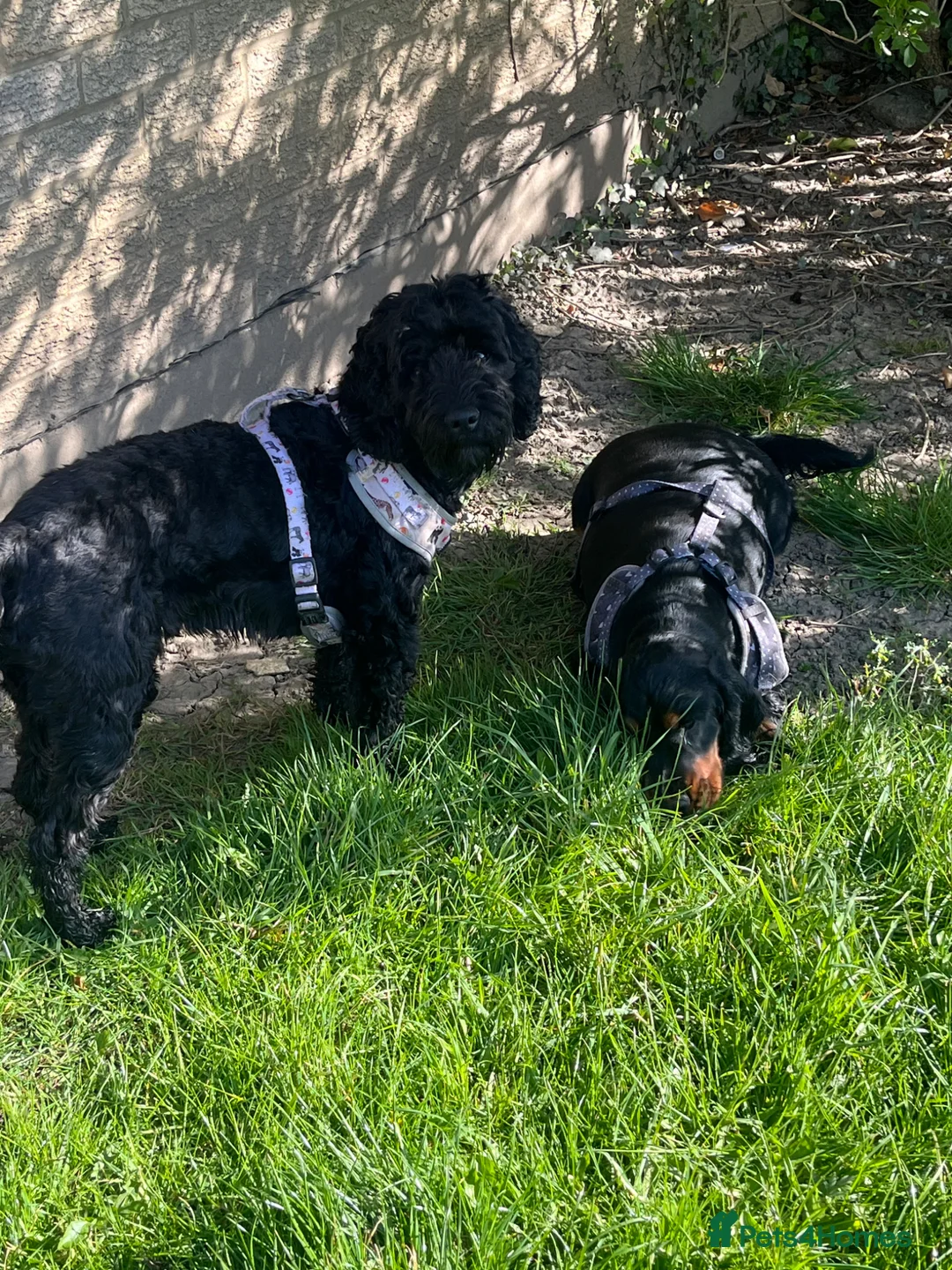 Cocker Spaniel dogs for sale: Show bred cocker spaniel - FOREVER HOME ONLY!  in Leeds - Advert 2