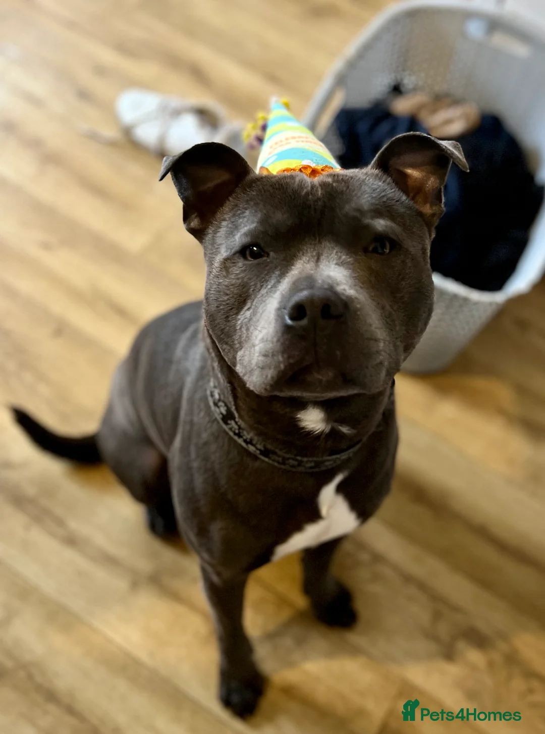 Staffordshire Bull Terrier dogs for stud: Blue Staffordshire Bull Terrier For Stud  - Advert 8