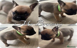 French Bulldog dogs for sale: French Bulldog Puppies in Altrincham - Image 1