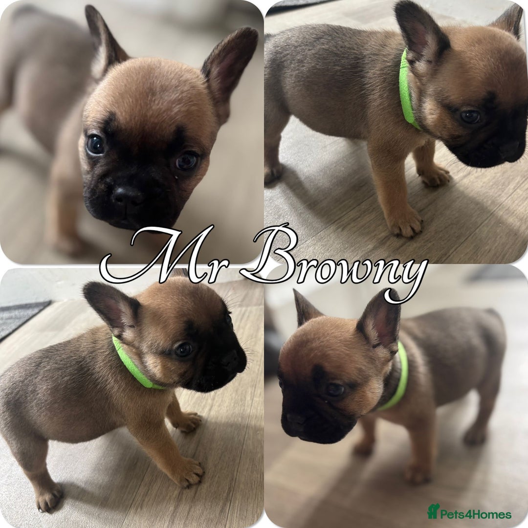 French Bulldog dogs for sale: French Bulldog Puppies in Altrincham - Image 1