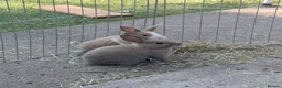 Mixed Breed rabbits for sale: Baby Rabbits  - Advert 3