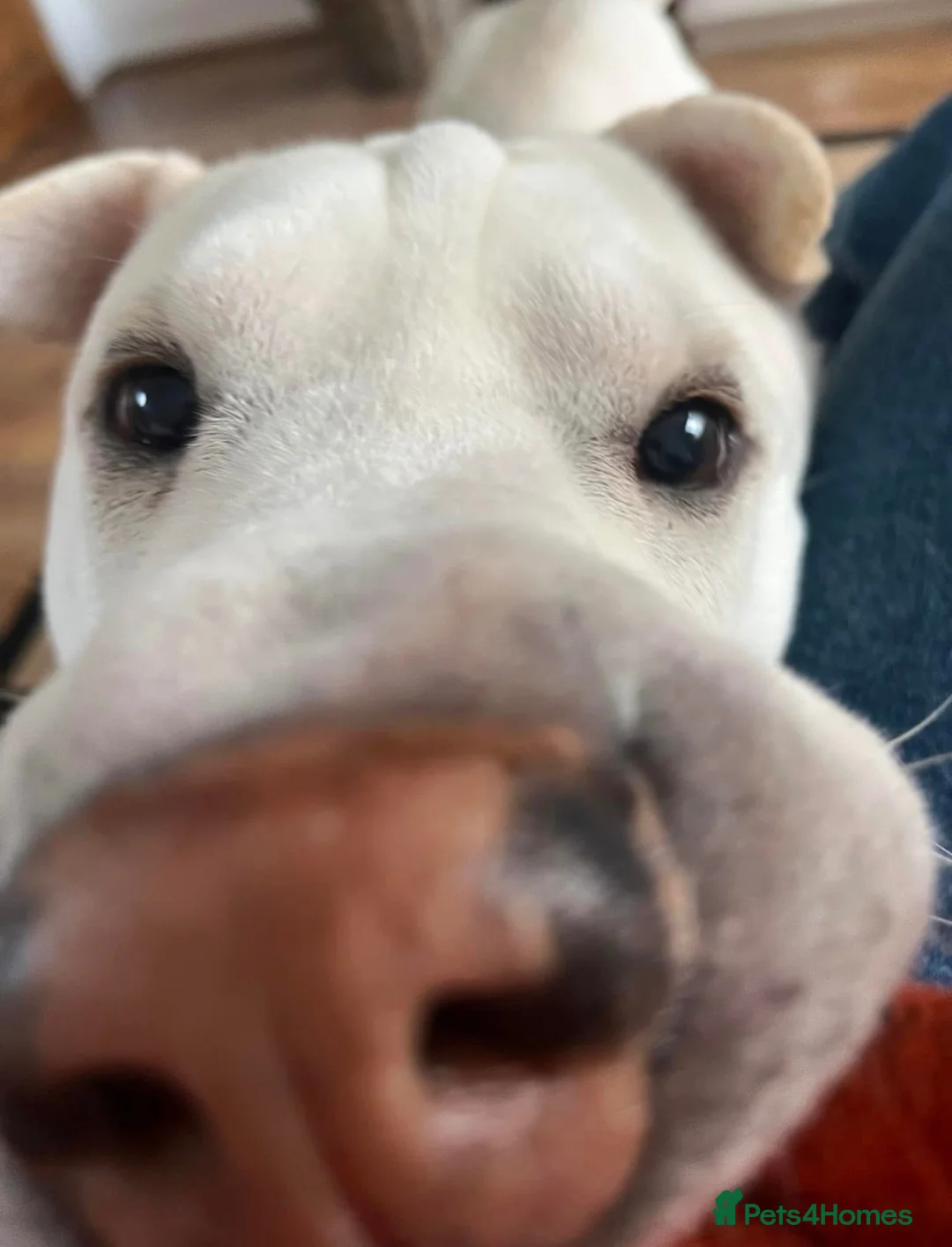 Mixed Breed dogs for sale: BRUNO in Peterlee - Advert 8