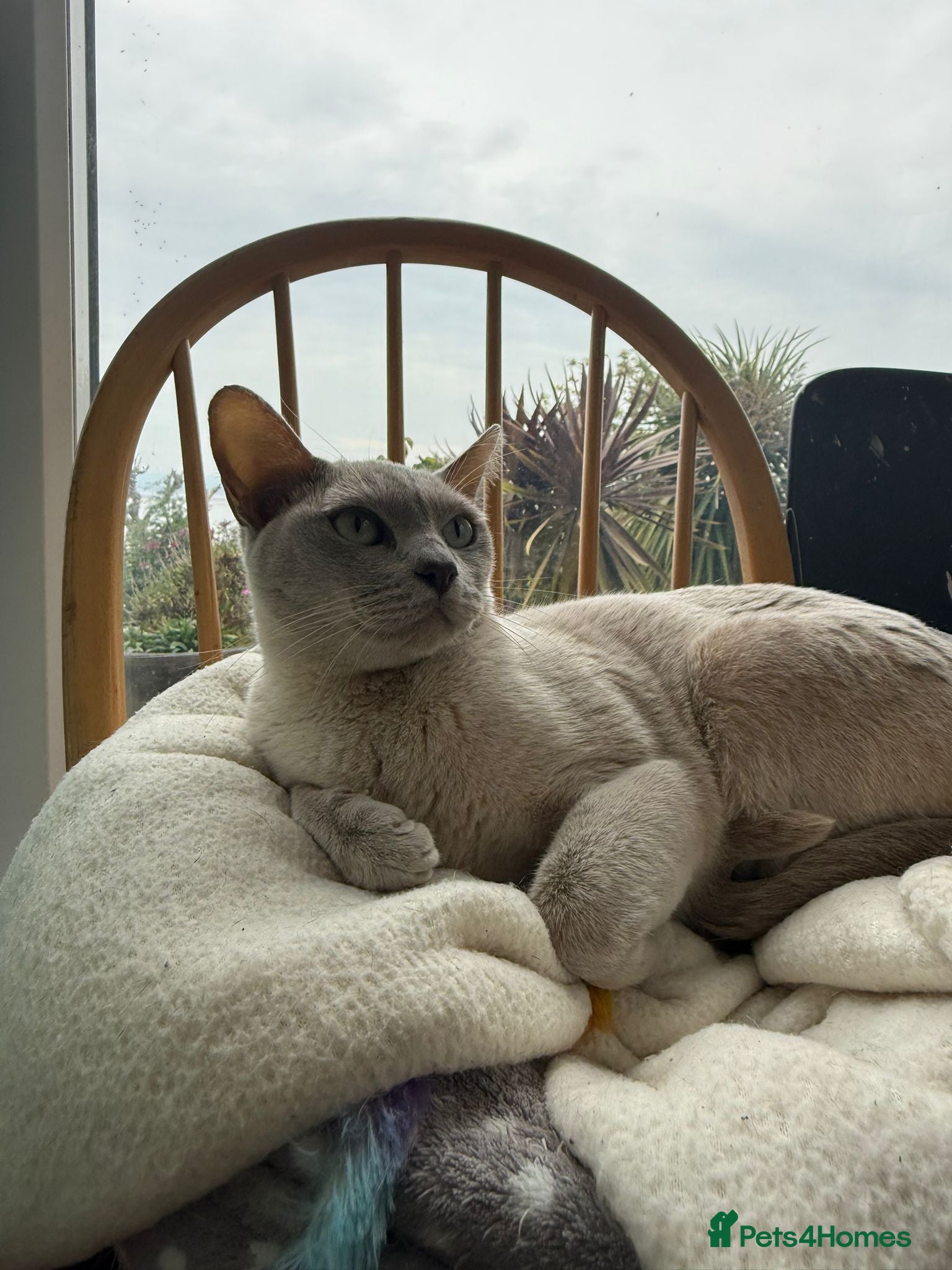Burmese cats 6 year old Lilac Burmese - Advert 3