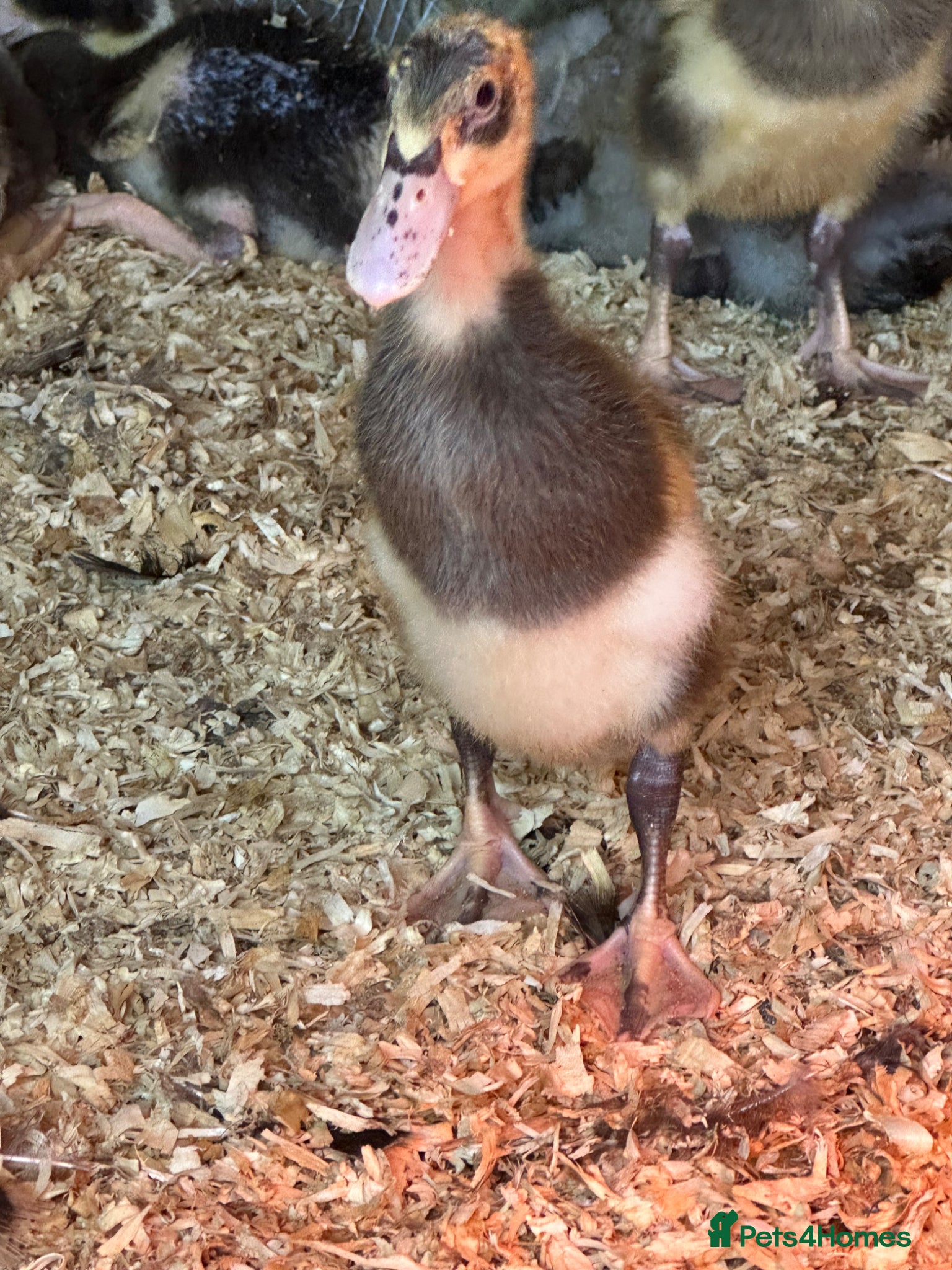 Ducks poultry Pure runner ducklings ducks  - Advert 4