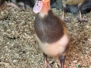 Ducks poultry Pure runner ducklings ducks - Advert 4