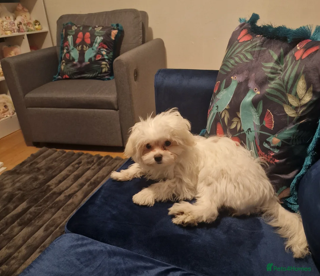 Mixed Breed dogs for sale: Mixed breed - Advert 4