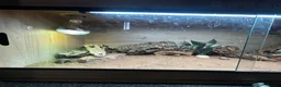 Bearded Dragon reptiles for sale: Blaze 🌹 - Advert 7