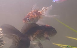 Fancy Goldfish fish for sale: 3x  Orandas / 1x chocolate  - Image 1