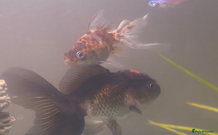 Fancy Goldfish fish - Advert 1
