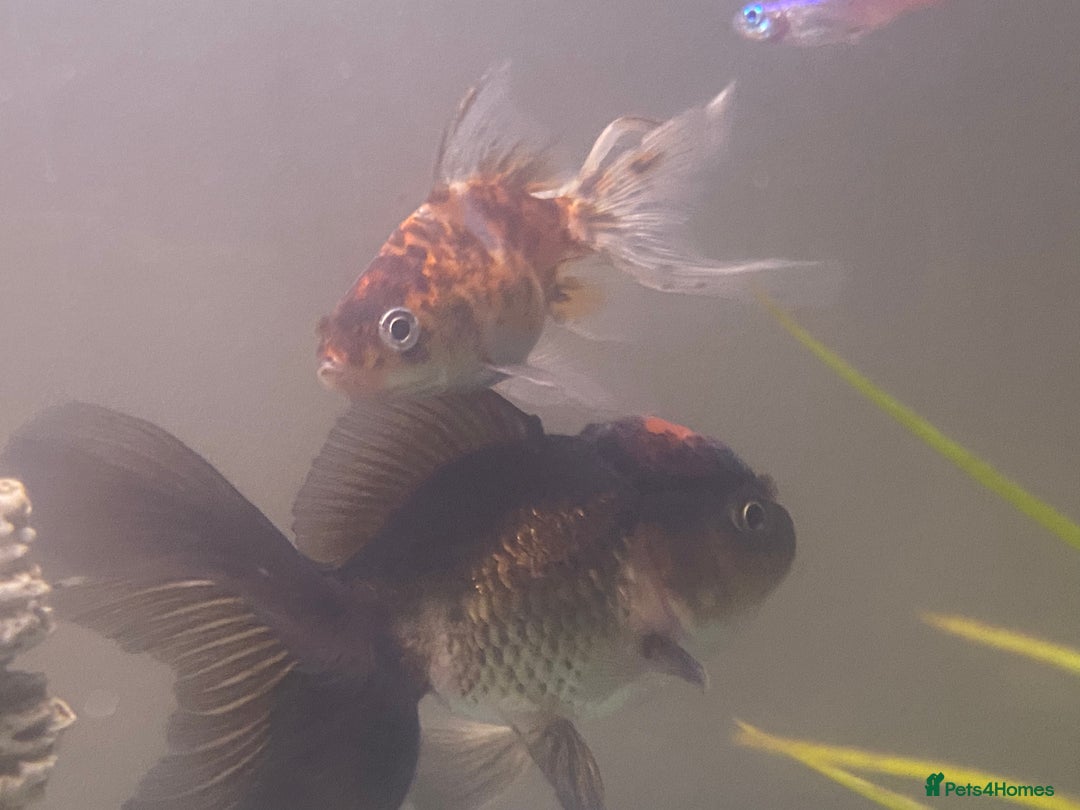 Fancy Goldfish fish for sale: 3x  Orandas / 1x chocolate  - Image 1