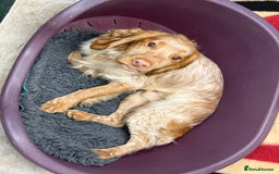 Cocker Spaniel dogs for stud: Working cocker Spainel standing at stud  in Royston - Image 8