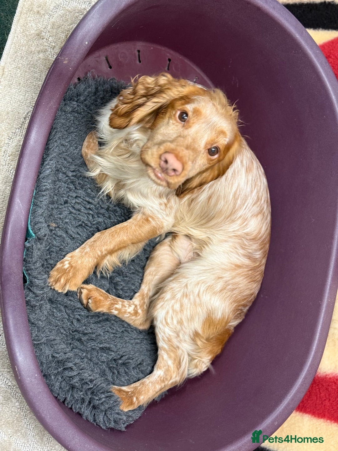 Cocker Spaniel dogs for stud: Working cocker Spainel standing at stud  in Royston - Image 8