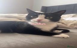 Domestic Shorthair cats for sale: 10 week old Male Piebald Tabby Kitten - Image 3