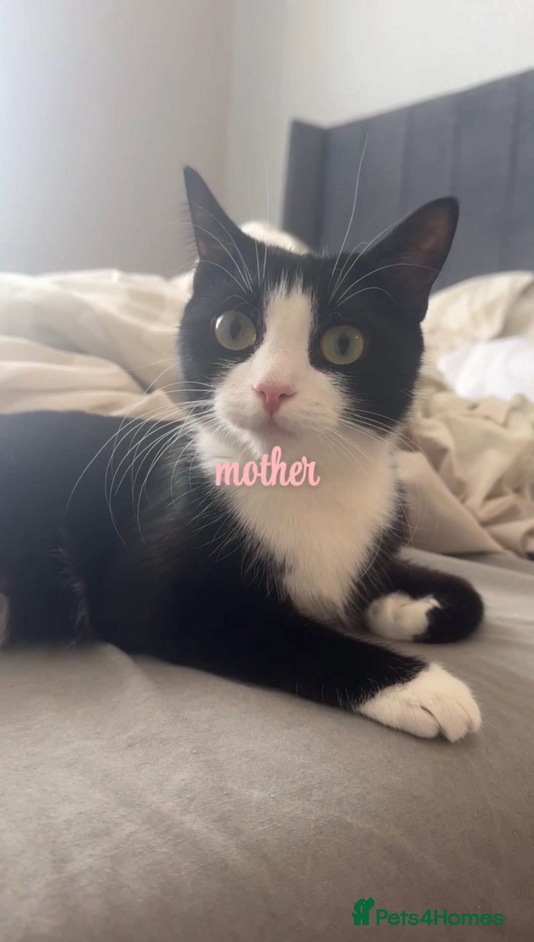 Domestic Shorthair cats for sale: 10 week old Male Piebald Tabby Kitten - Image 3
