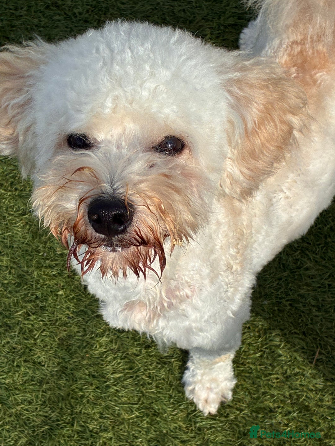 Poochon dogs for sale: Poochon boy - young adult  - Image 6