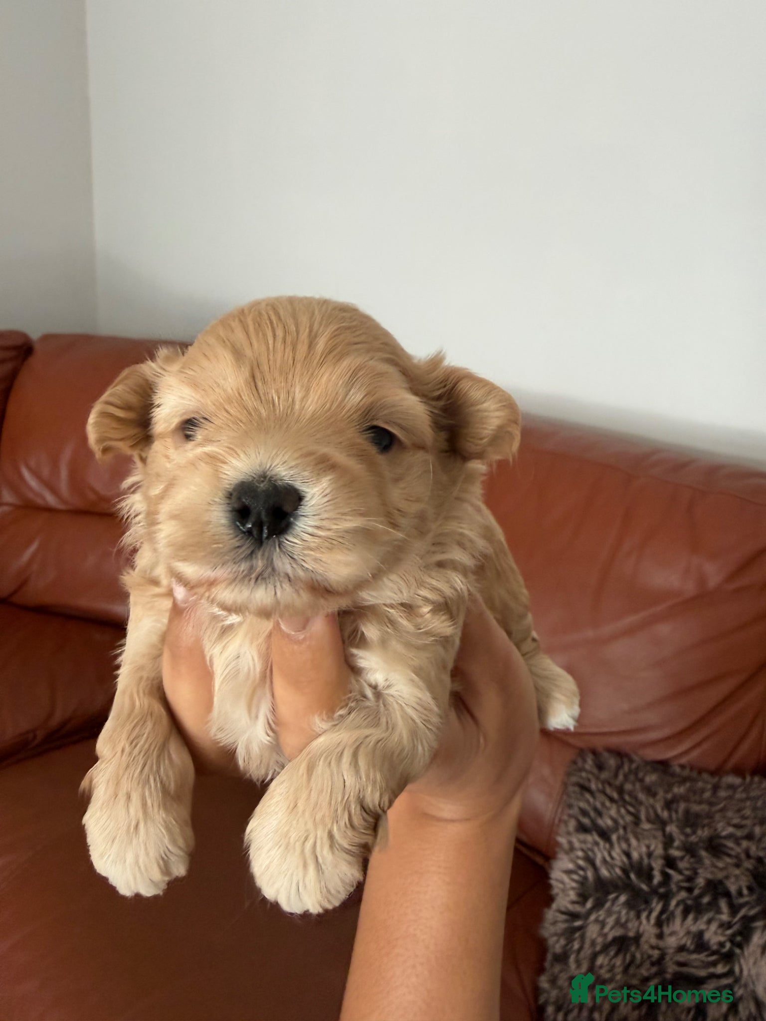 Maltipoo dogs for sale: Asian/Korean *DNA TESTED* teddy bear maltipoos - Advert 4