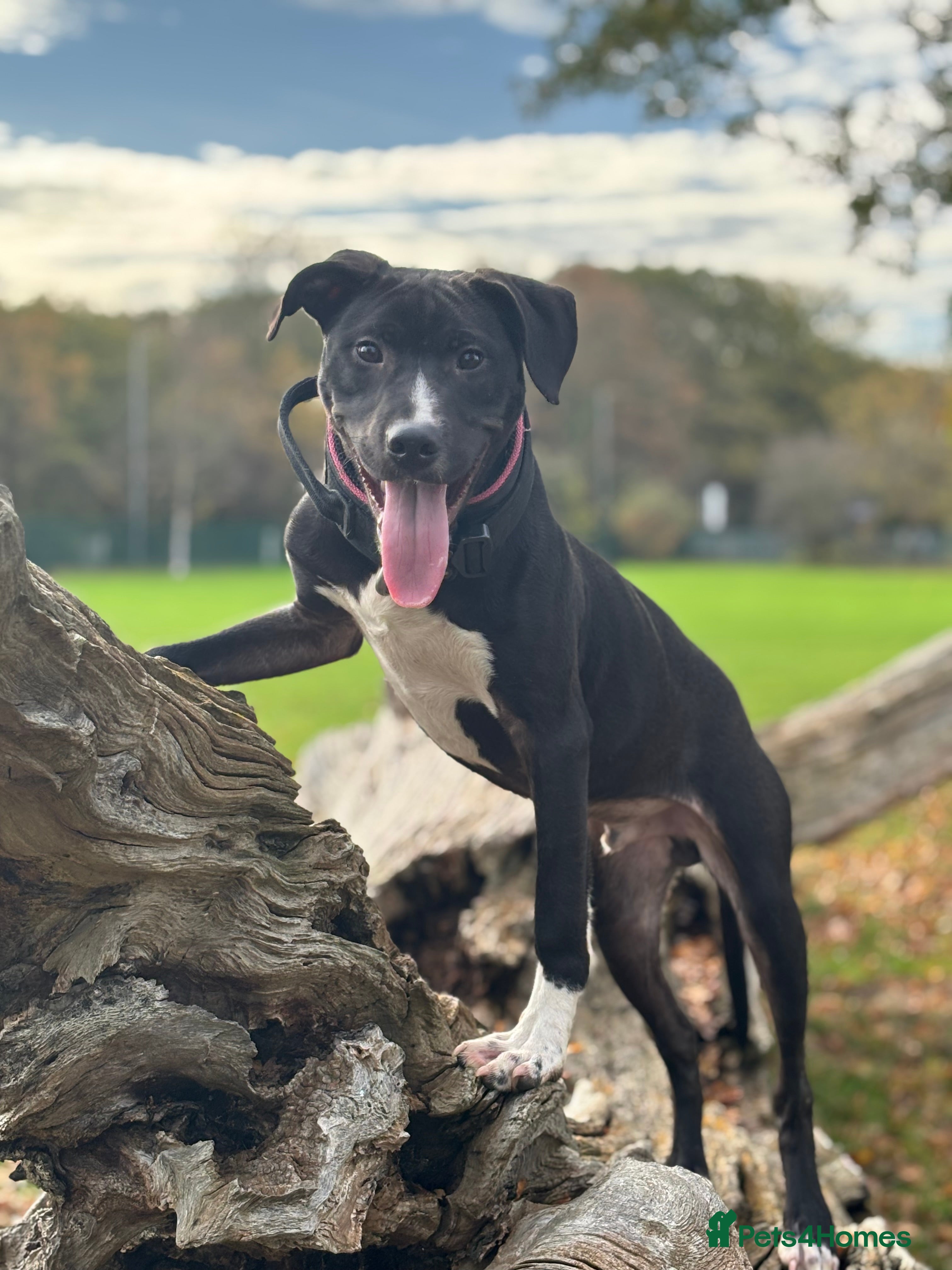 Mixed Breed dogs With a very heavy heart - Advert 1