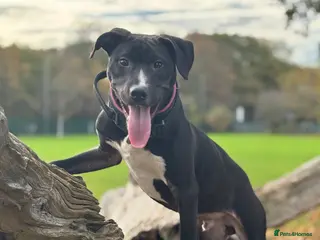 Mixed Breed dogs With a very heavy heart - Advert 4