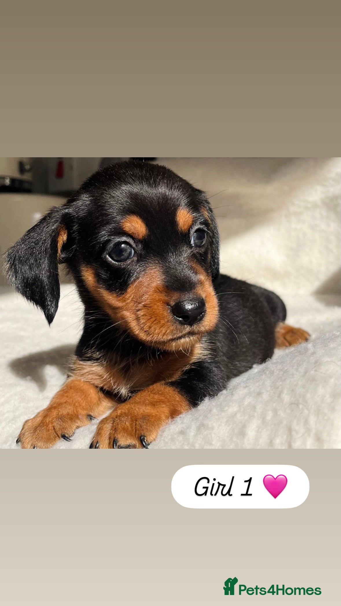 Dachshund dogs 🩷 Dachshund Puppies 💙 - Advert 2