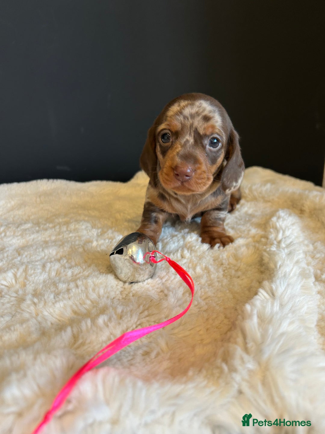 Miniature Dachshund dogs for sale: Smooth Hair Boys -5 star Breeder ⭐️⭐️⭐️⭐️⭐️ - Advert 12
