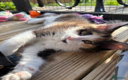 Maine Coon cats for sale: Maine Coon Kittens ❤️ GCCF and TICA registered  - Image 4