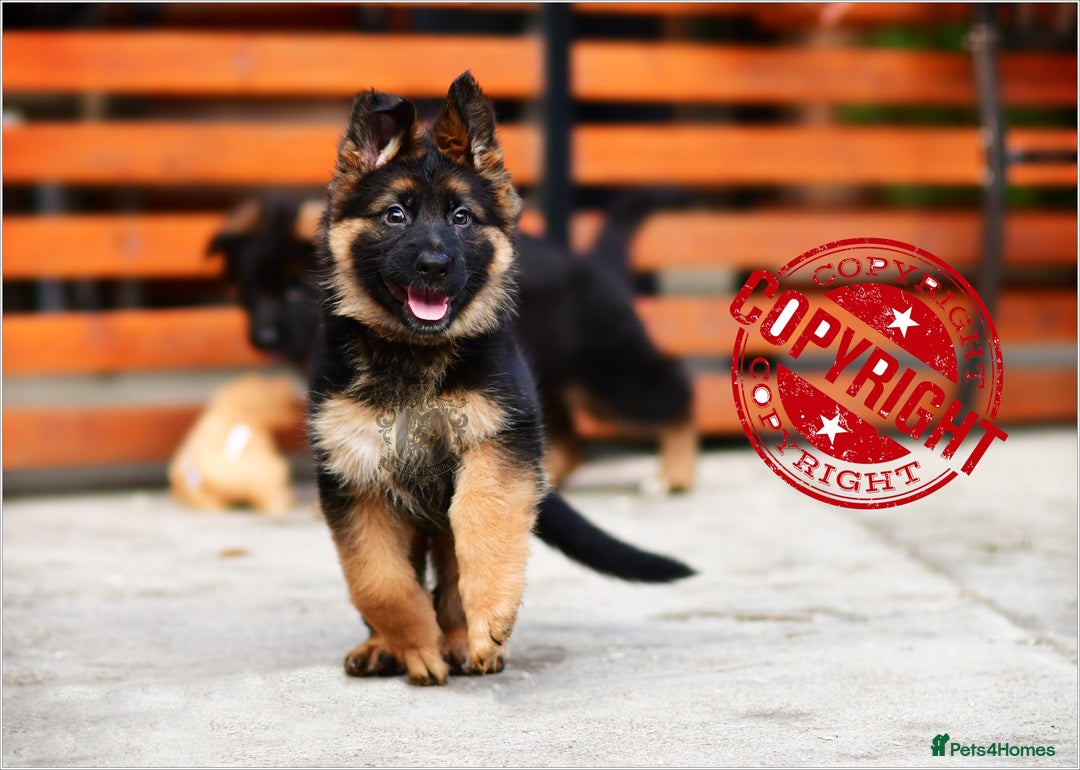 German Shepherd dogs for sale: KC LONGHAIRED SHOW LINES GERMAN SHEPHERD FEMALE - Advert 4