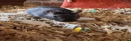 Gerbil rodents for sale: Male Gerbils, cage and accessories! - Advert 3
