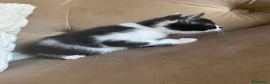 Zeus