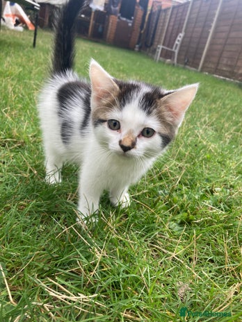 Turkish Angora cats - Advert 1
