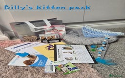 British Shorthair cats for sale: **Stunning TICA Registered Blue male** - Image 11