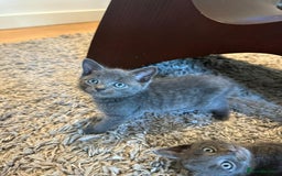 Russian Blue cats for sale: Adorable Silver Grey Russian blue kittens - Image 11
