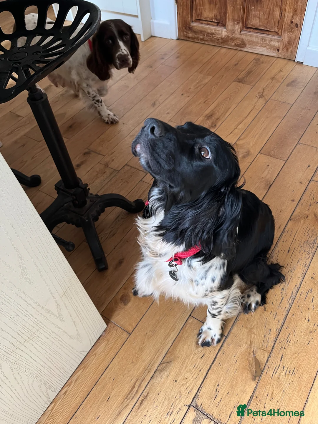 English Springer Spaniel dogs for sale: English springer spaniels  - Advert 1